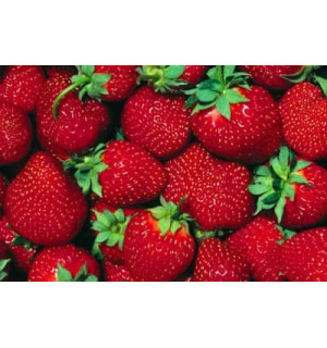 Вкус