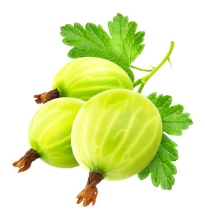 Вкус